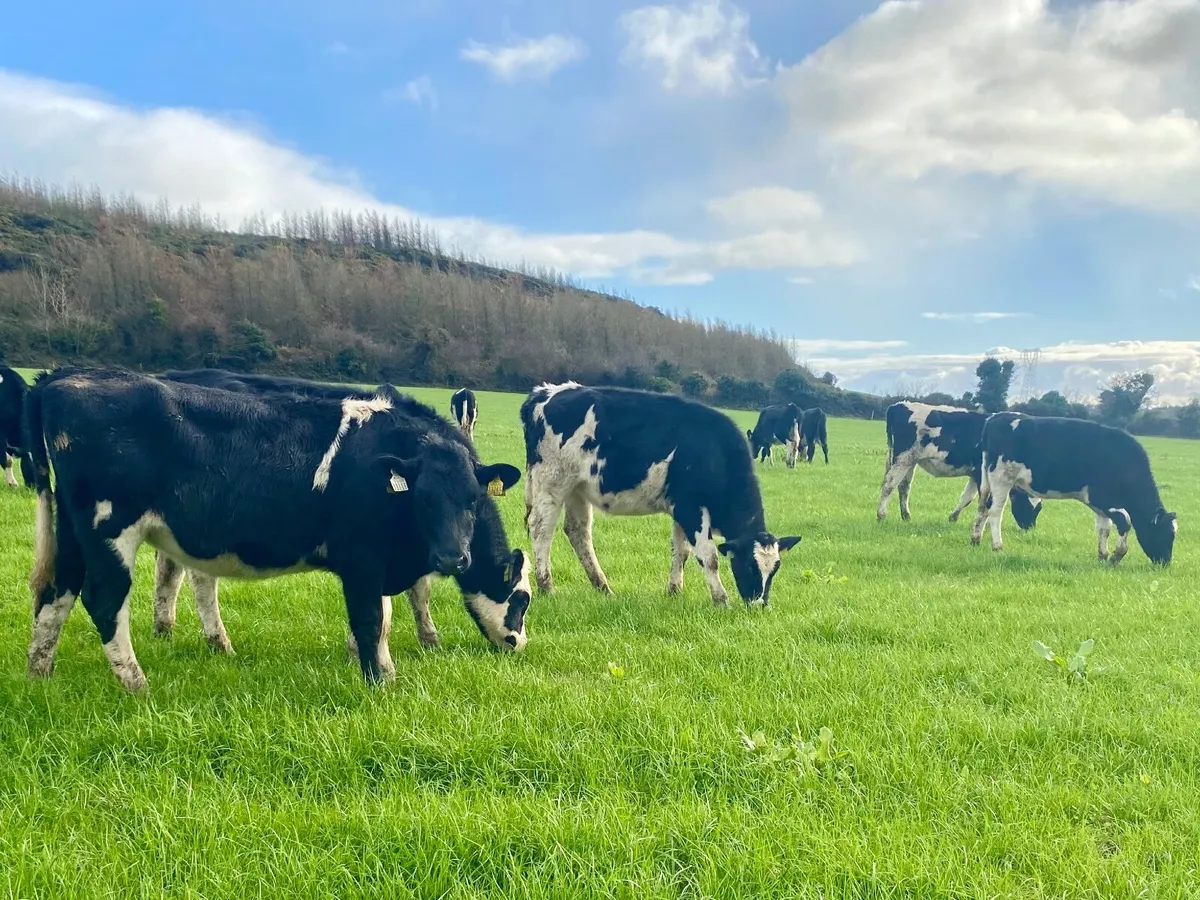 Dairy heifer weanlings - Image 2