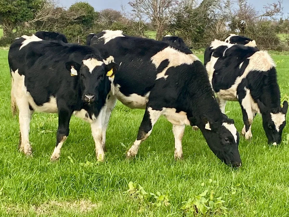 Dairy heifer weanlings - Image 3