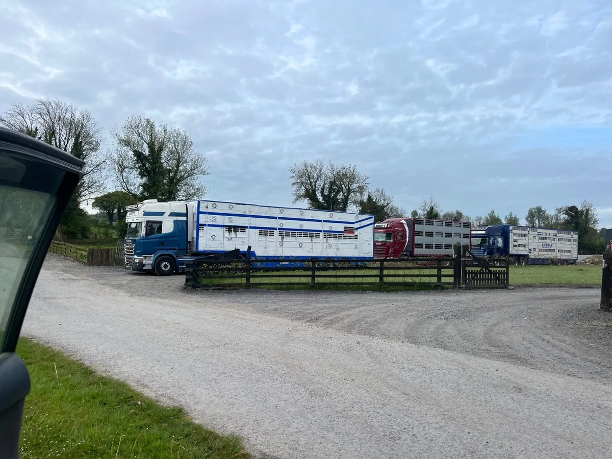 Abbott Livestock transport. - Image 1