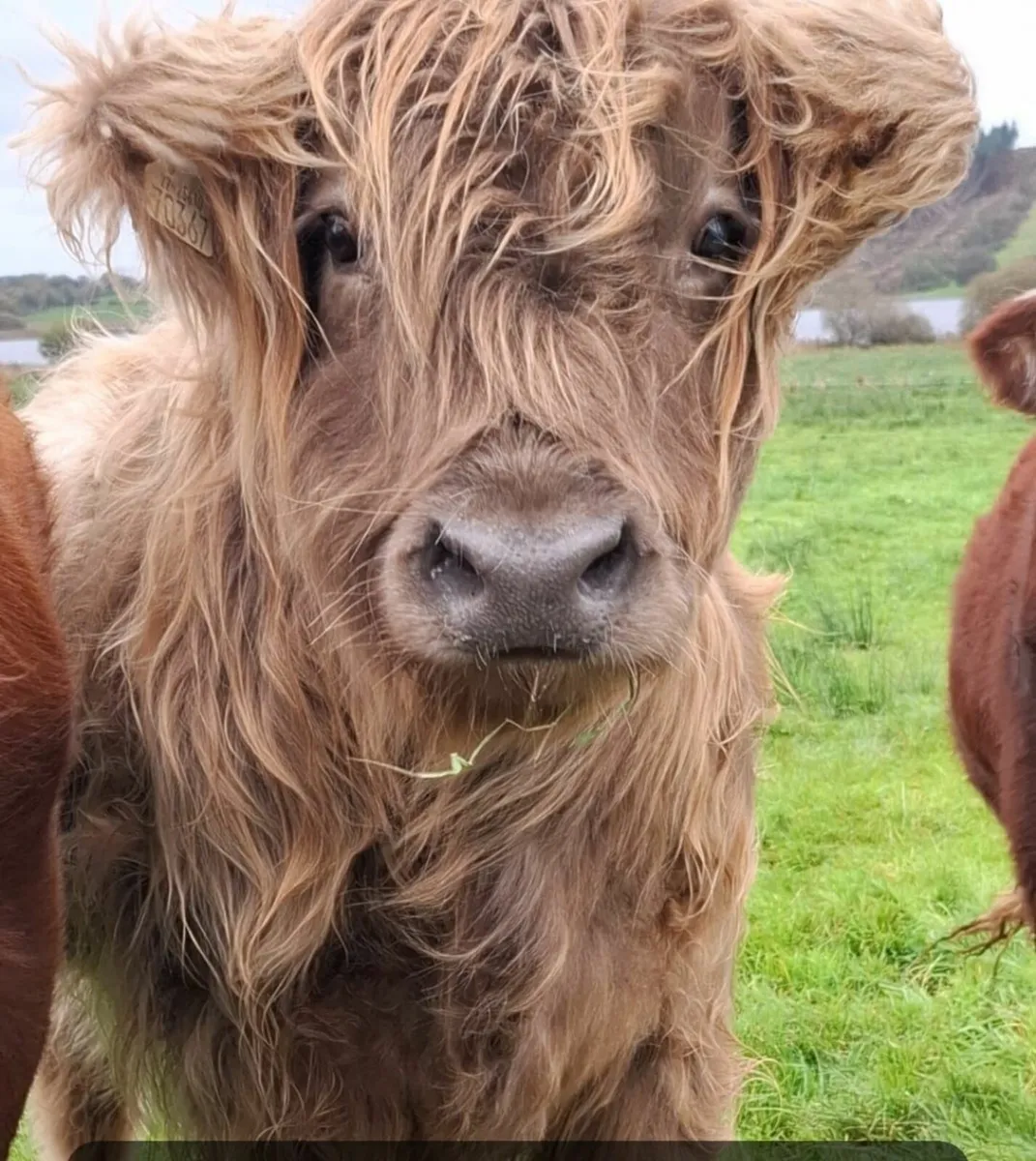 Organic cattle - Image 1