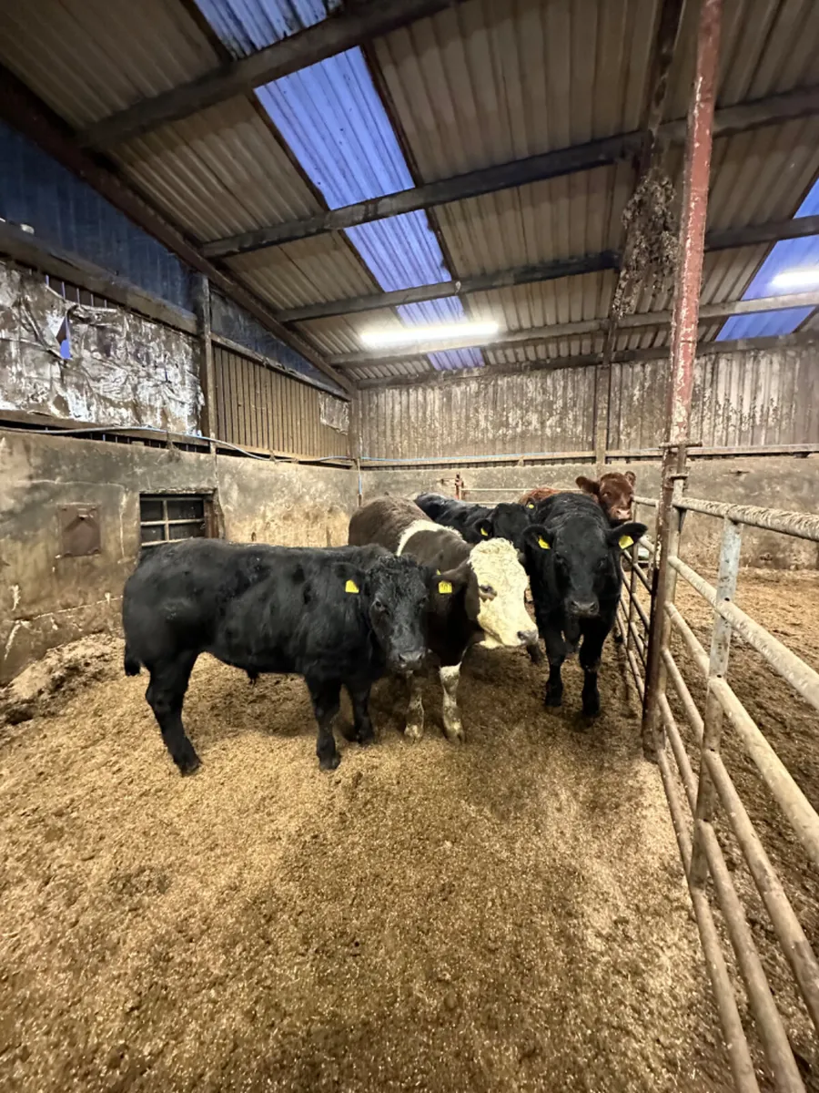 Lim bullocks - Image 2