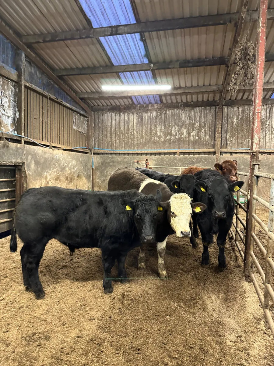 Lim bullocks - Image 4