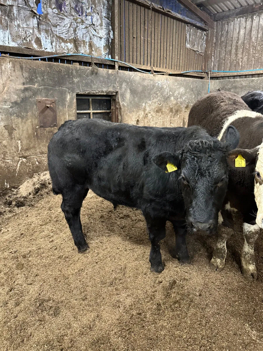 Lim bullocks - Image 1