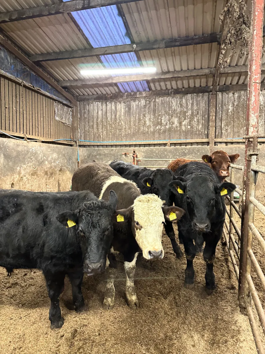 Lim bullocks - Image 3