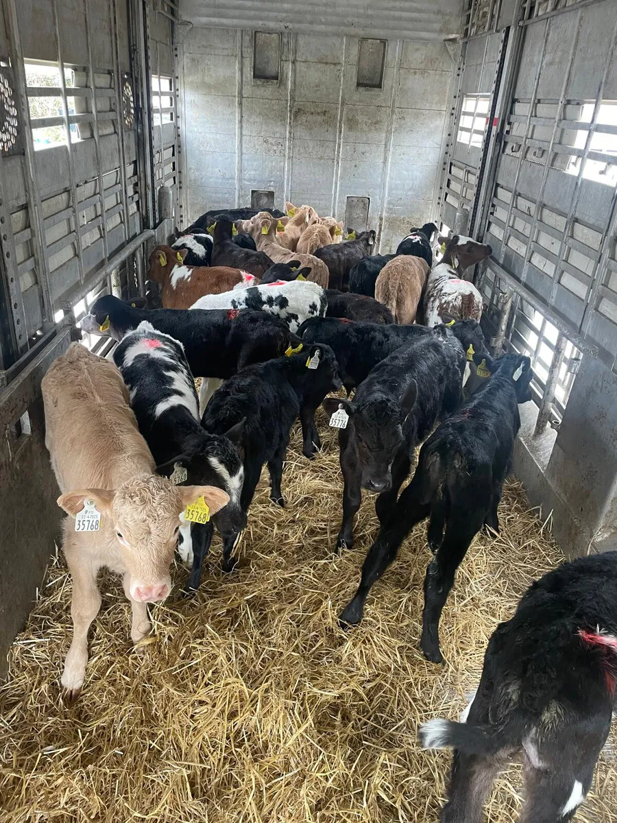 WANTED- TB RESTRICTED CALVES