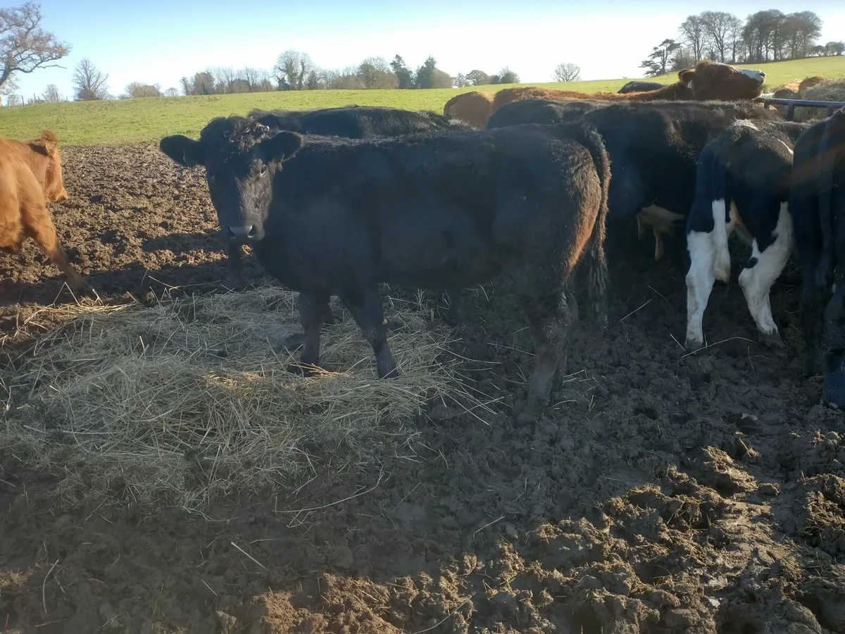 Full Organic Bullocks and Heifers AA + LIM - Image 1