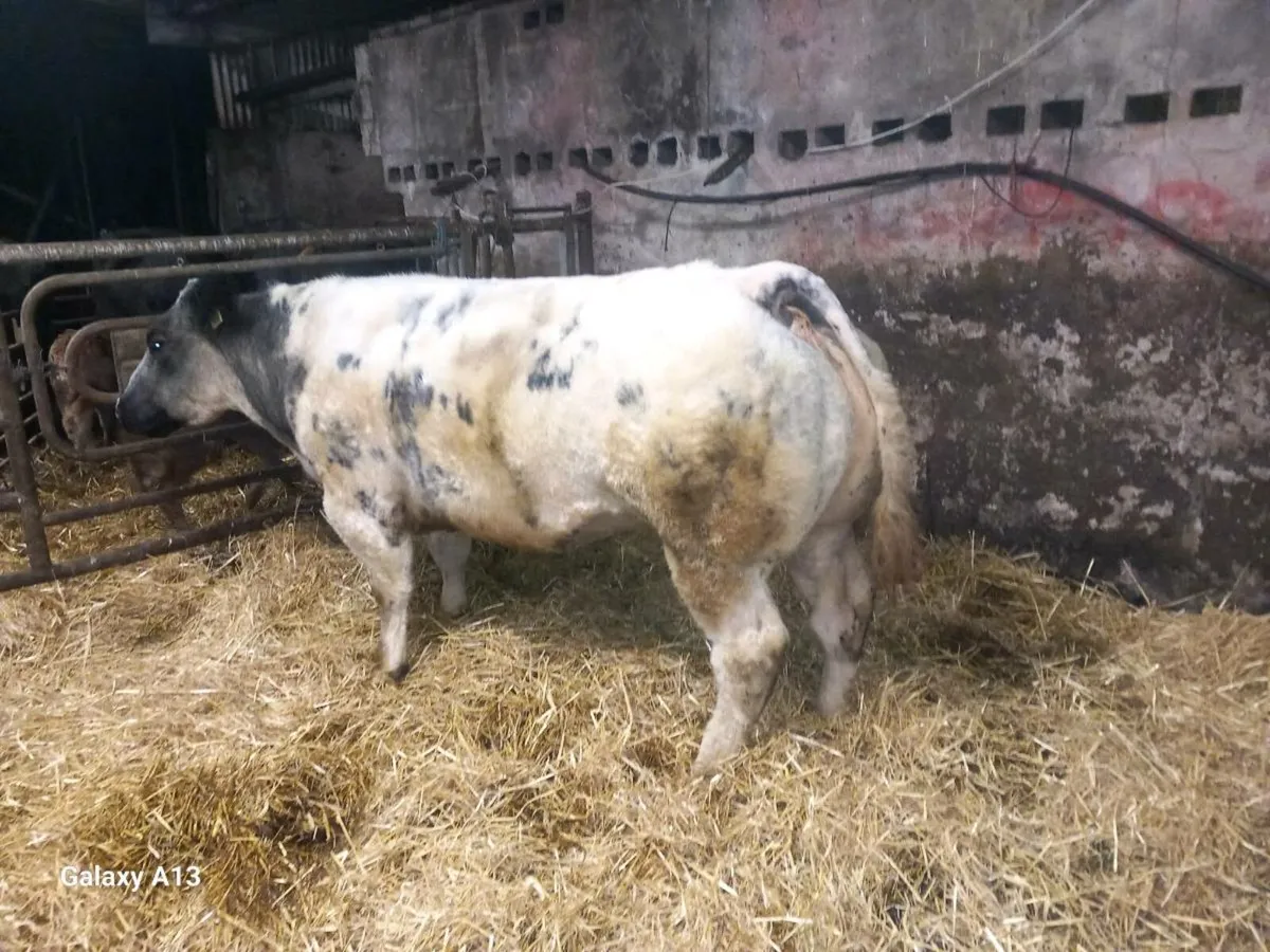 Purebred Belgian Blue Cow - Image 1