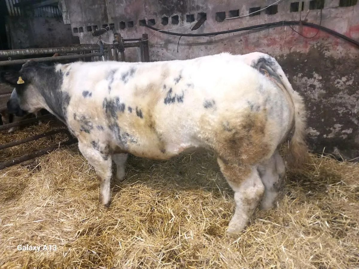 Purebred Belgian Blue Cow - Image 2