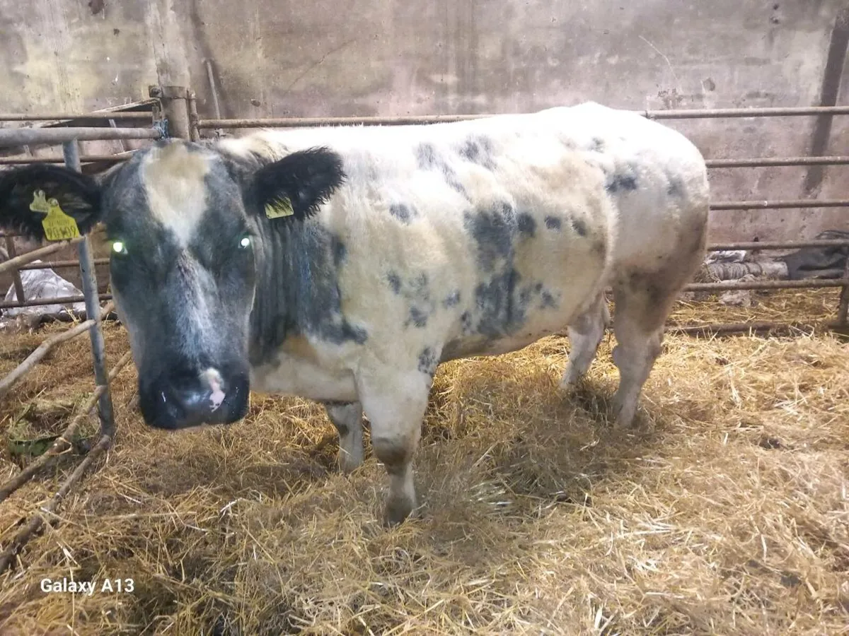 Purebred Belgian Blue Cow - Image 3
