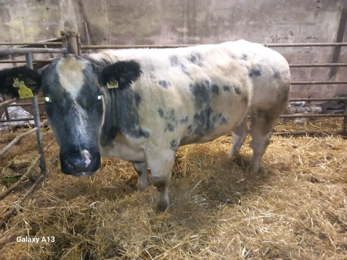 Purebred Belgian Blue Cow - Image 4