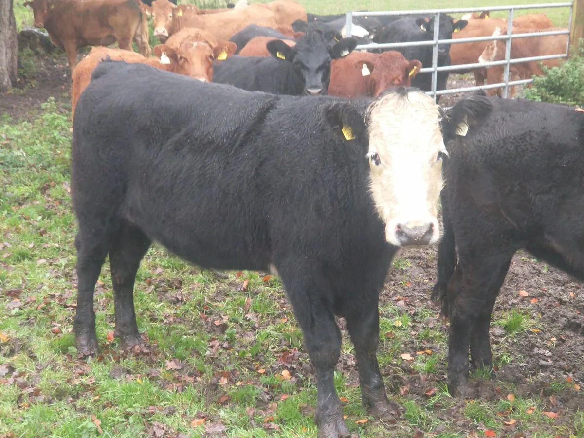 Full Organic Bullocks and Heifers AA + LIM - Image 2