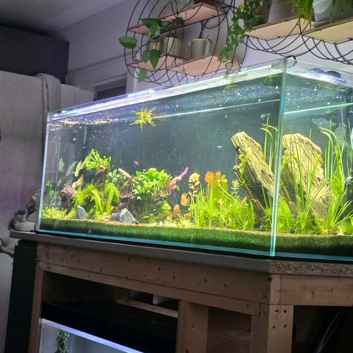 Fish tank - Image 2