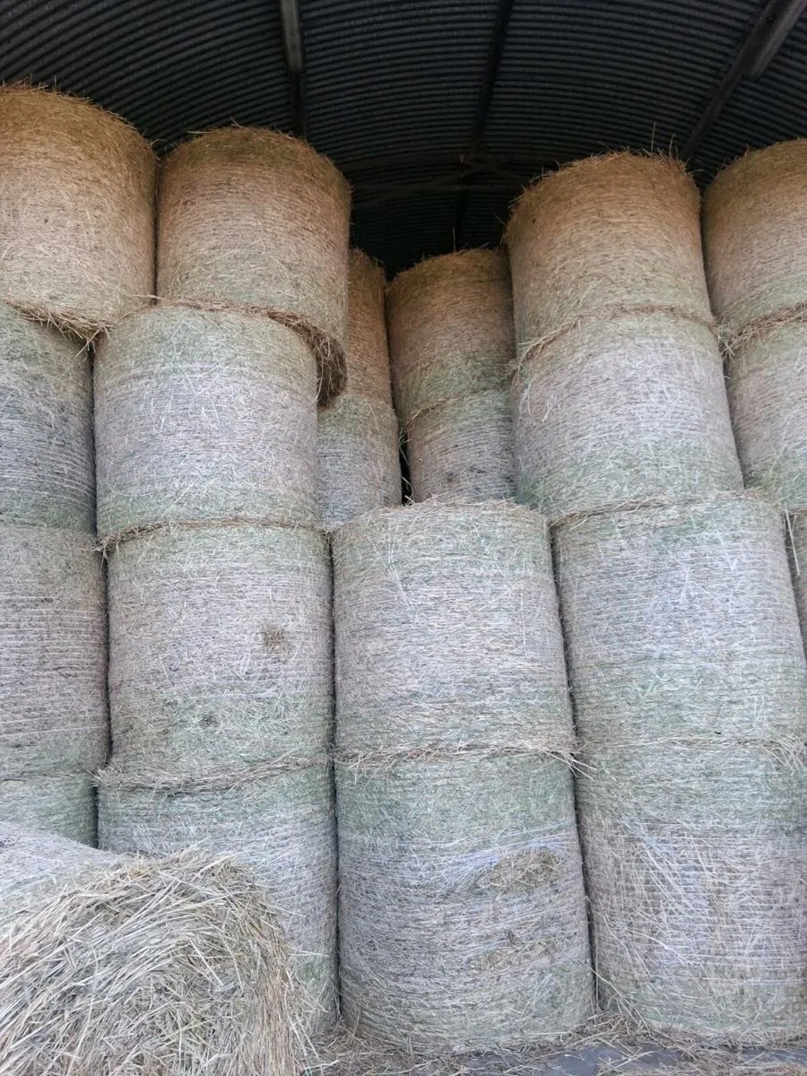 Straw/hay - Image 2