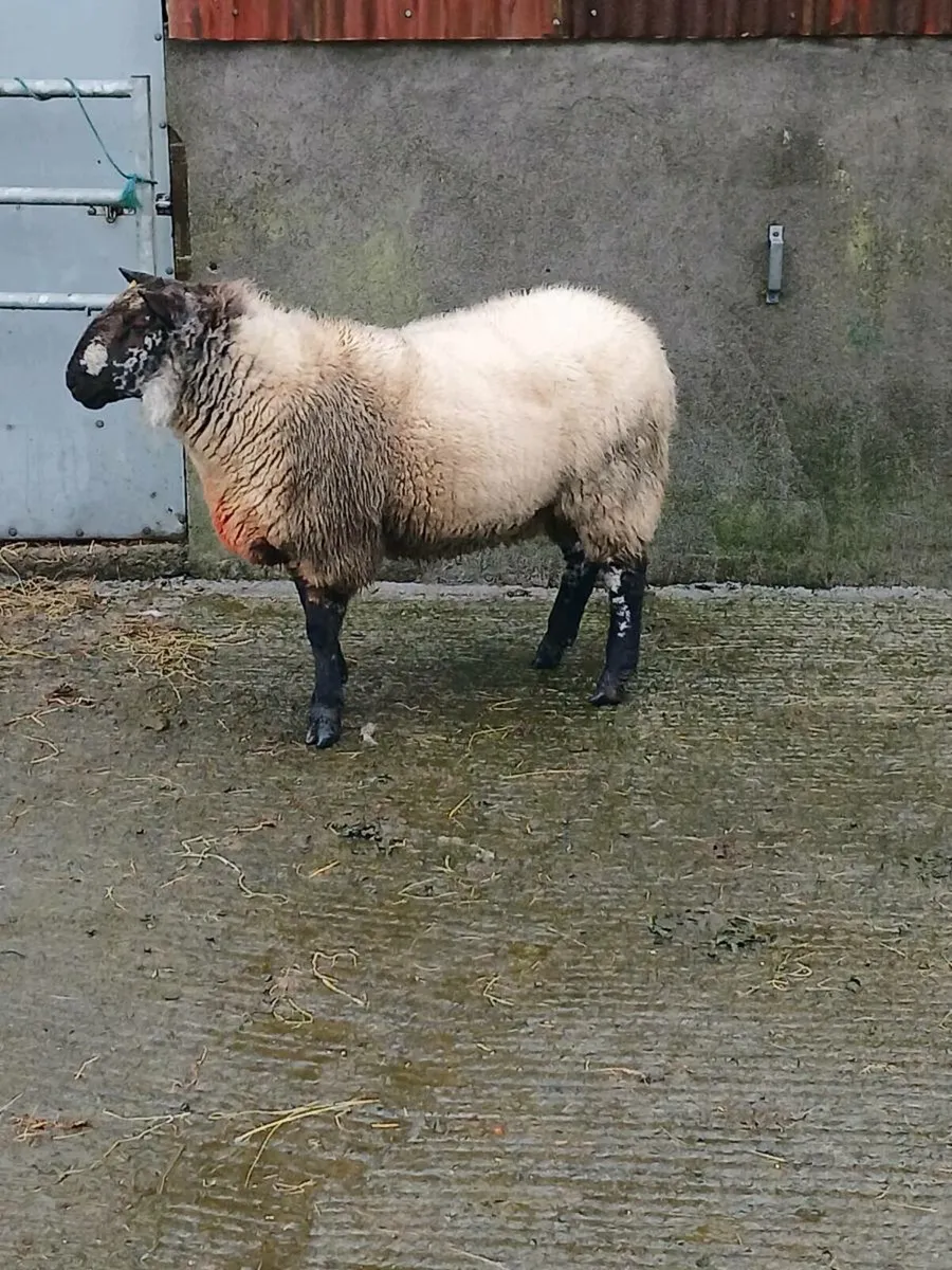 Sheep - Image 1
