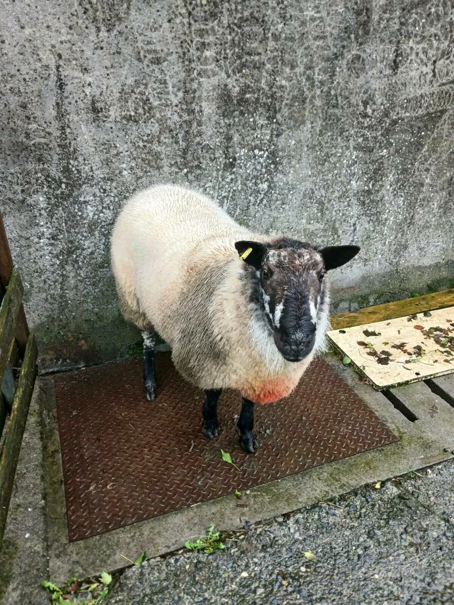 Sheep - Image 2
