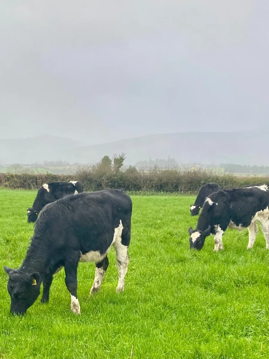 Dairy heifer weanlings - Image 4