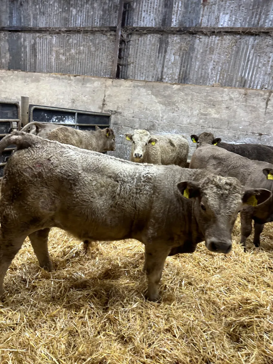 Charolais bulls - Image 4