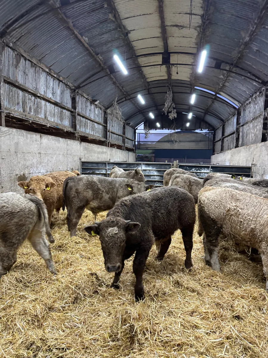 Charolais bulls - Image 2