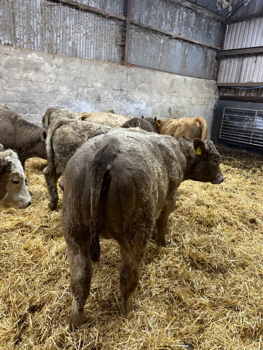 Charolais bulls - Image 3