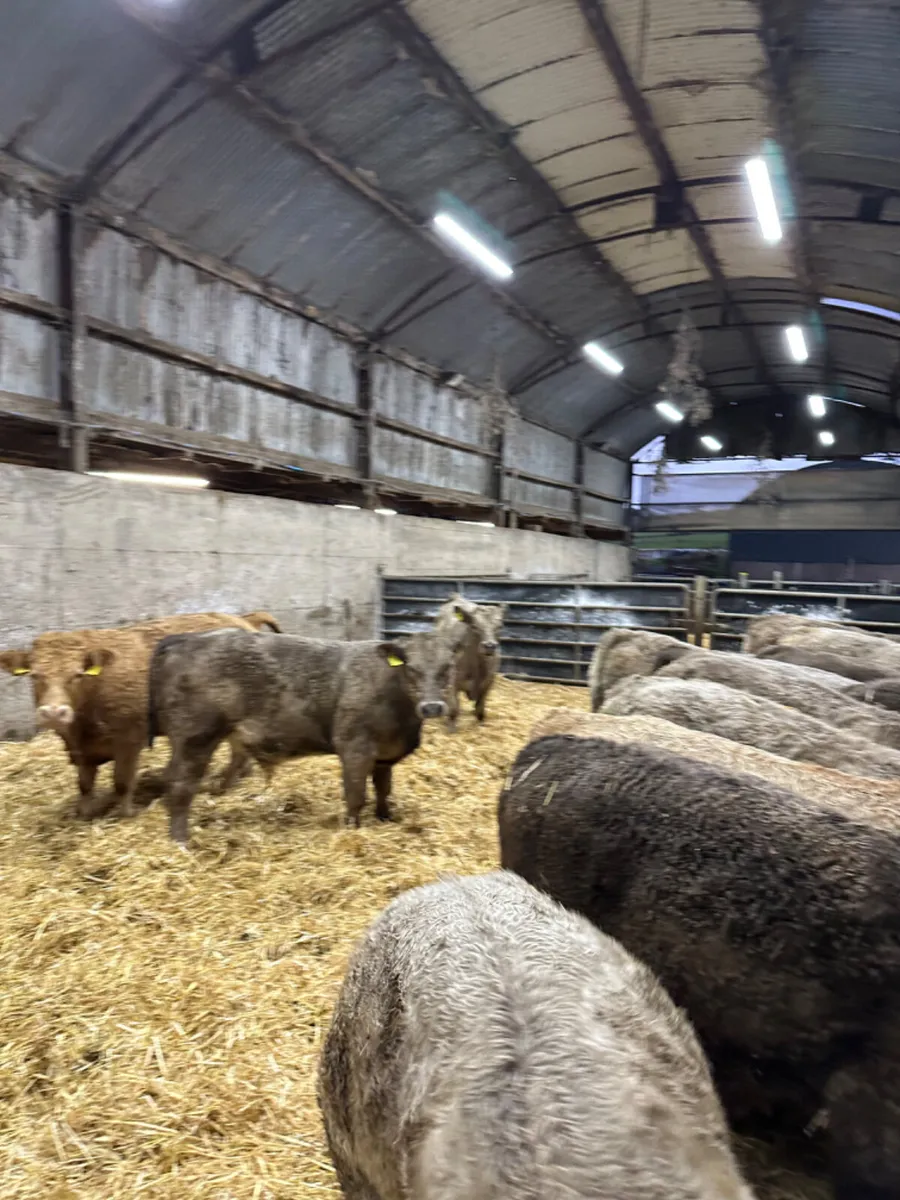 Charolais bulls - Image 1