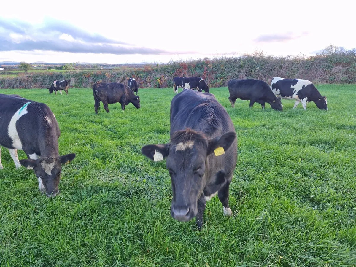 Replacement Heifers - Image 1