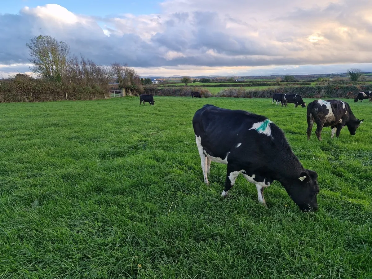 Replacement Heifers - Image 2