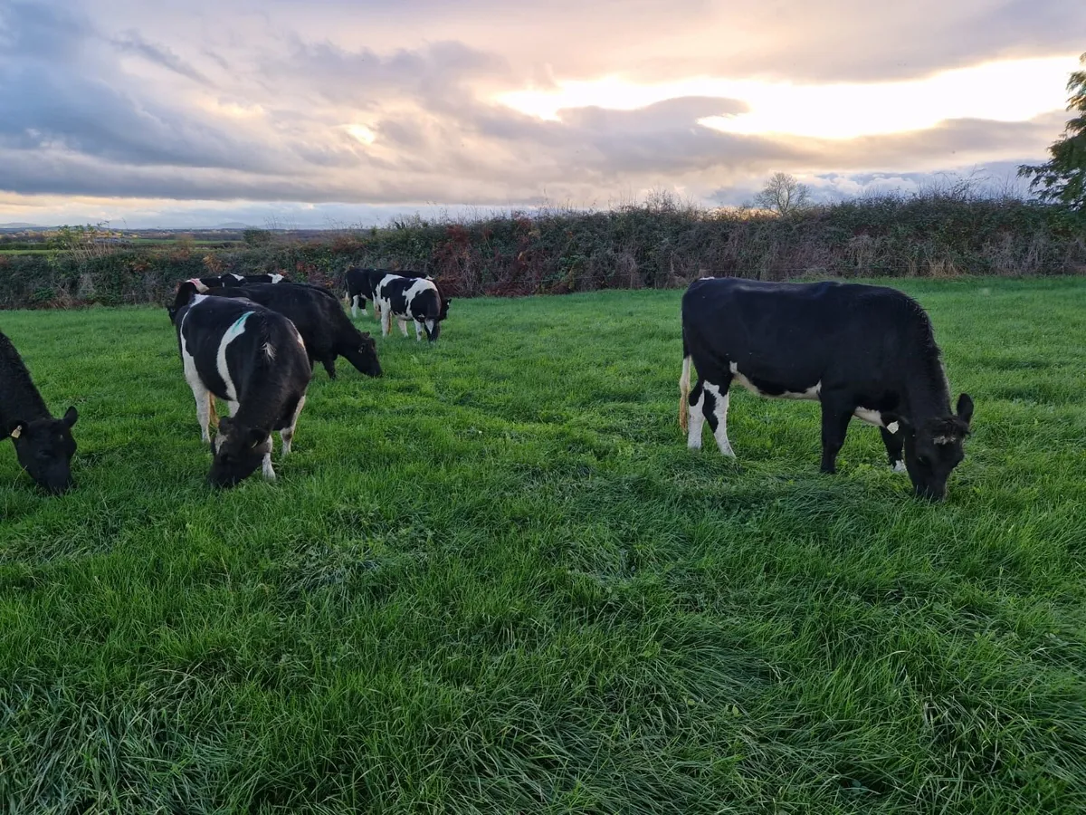 Replacement Heifers - Image 3