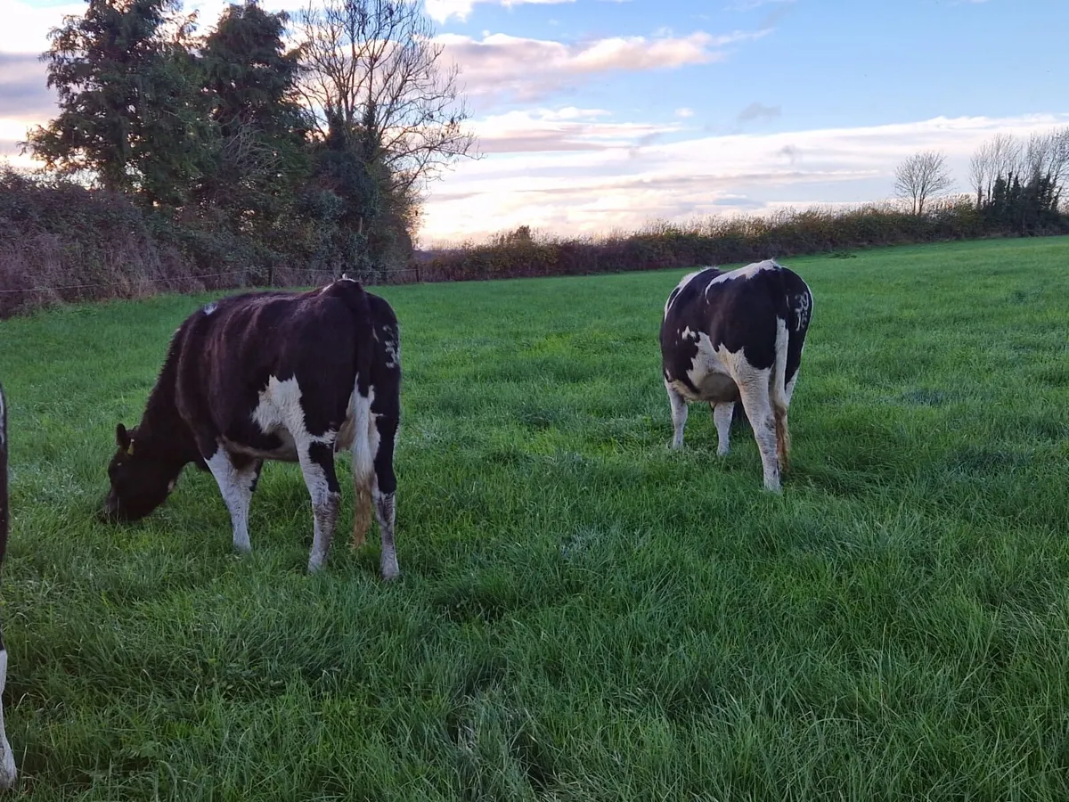 Replacement Heifers - Image 4