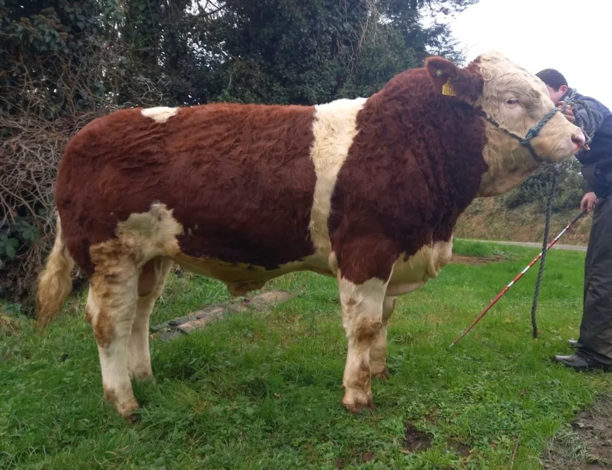 Easy Calving 5 Star Bull - Image 2