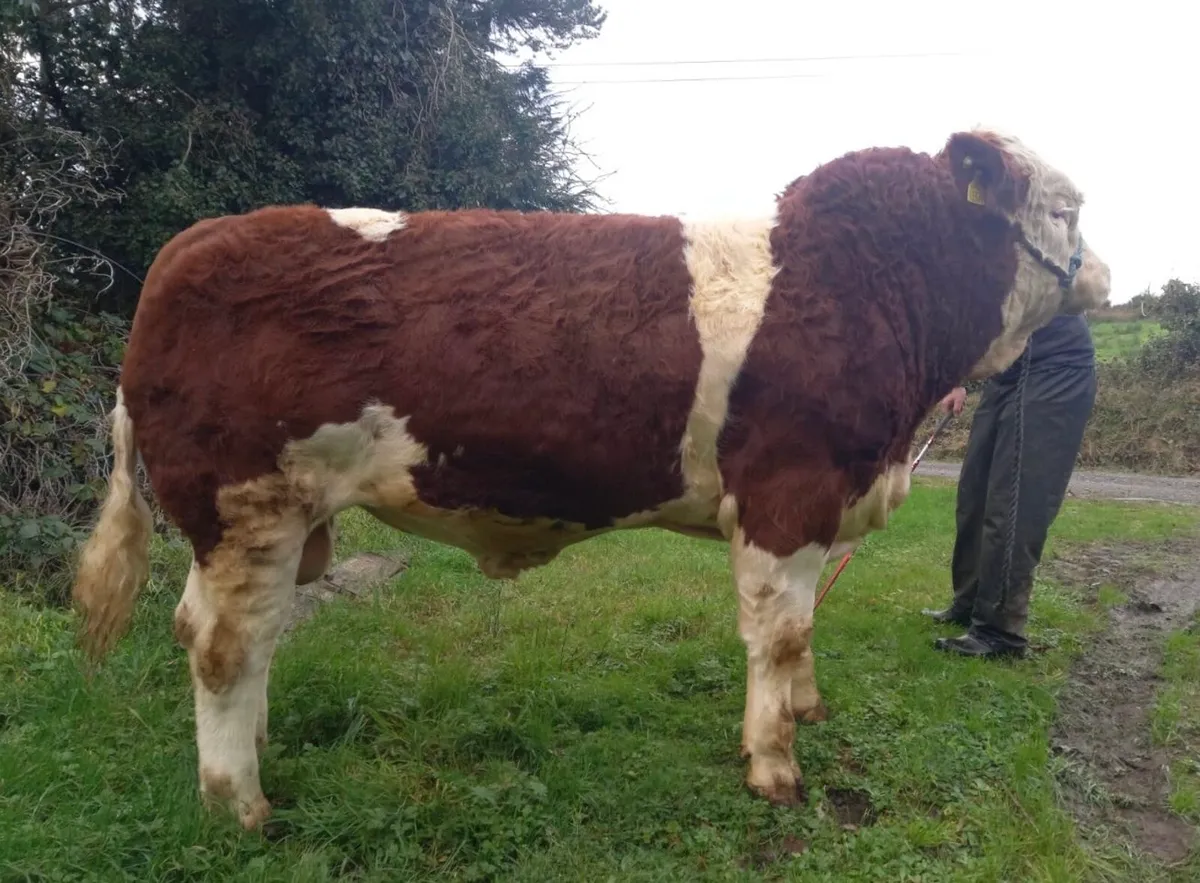 Easy Calving 5 Star Bull - Image 1