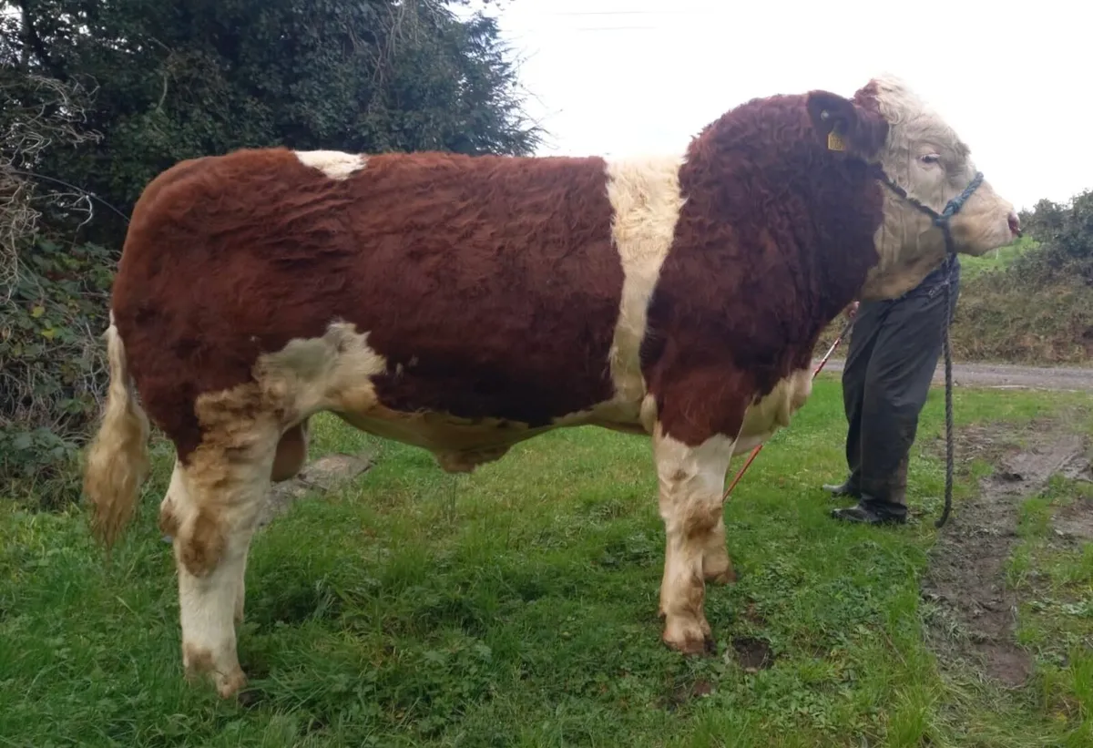 Easy Calving 5 Star Bull - Image 3