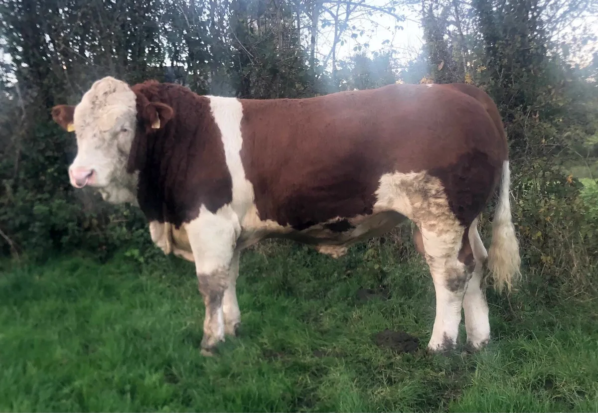 Easy Calving 5 Star Bull - Image 4