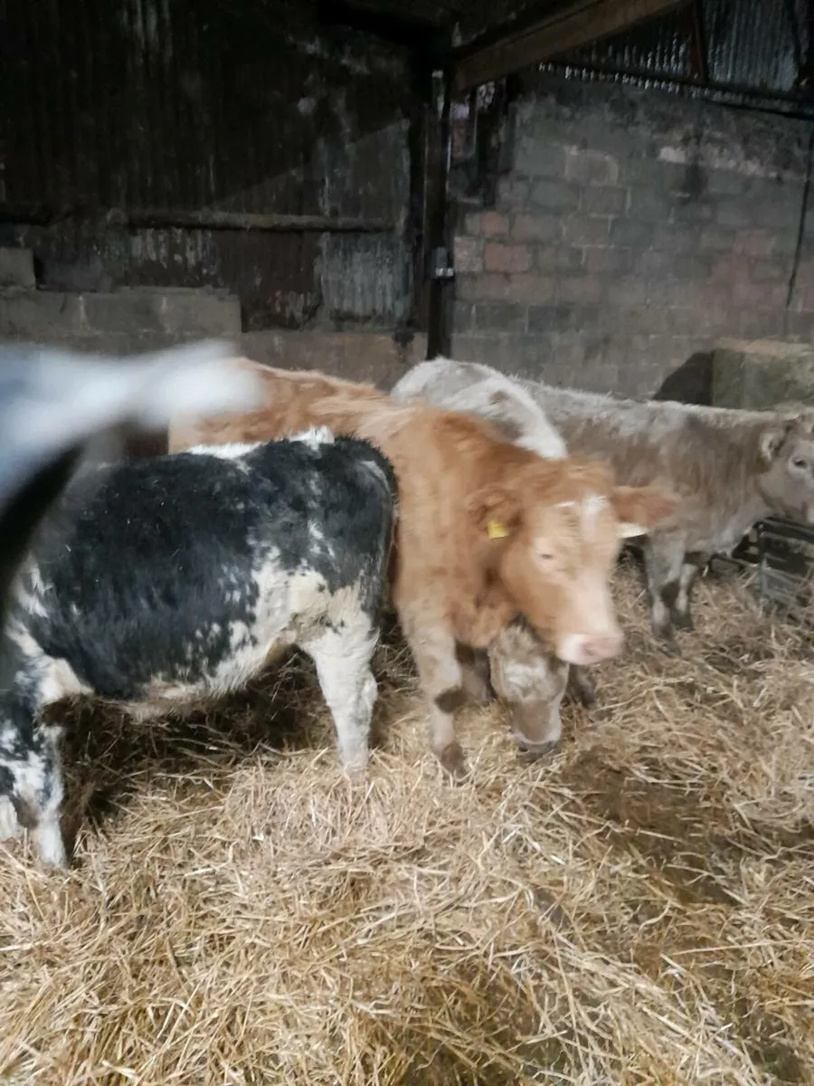 Charlois continental heifers - Image 1