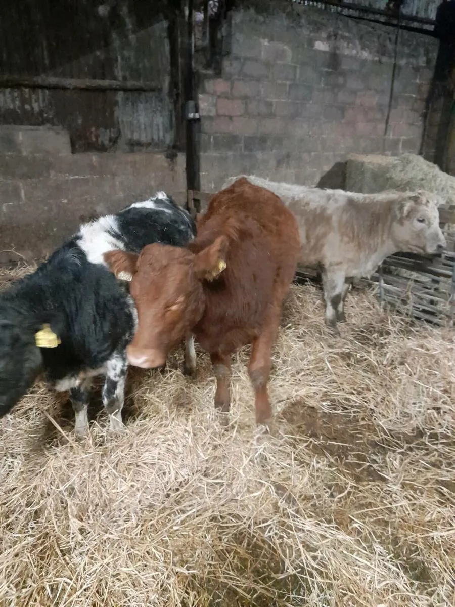 Charlois continental heifers - Image 2