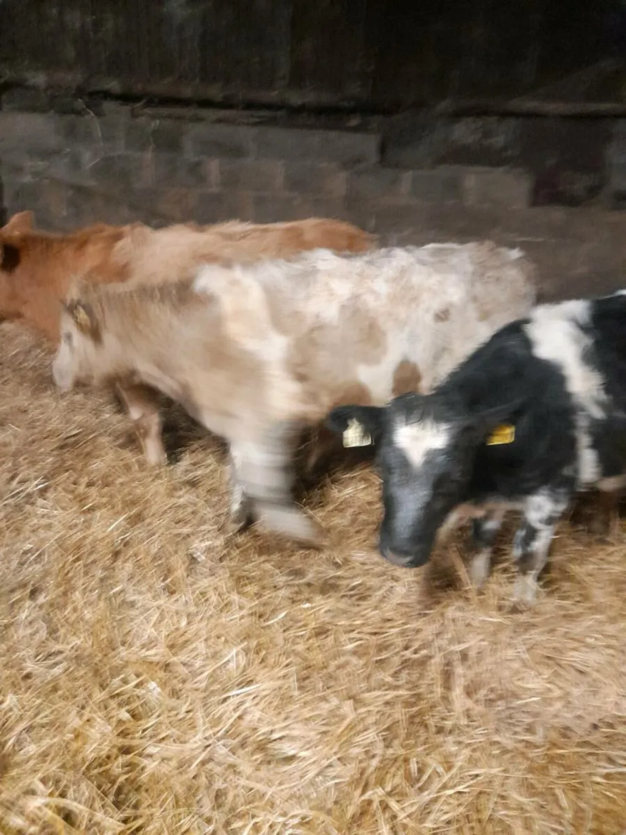 Charlois continental heifers - Image 3