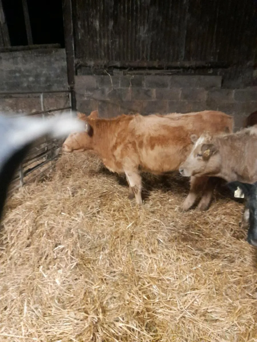 Charlois continental heifers - Image 4