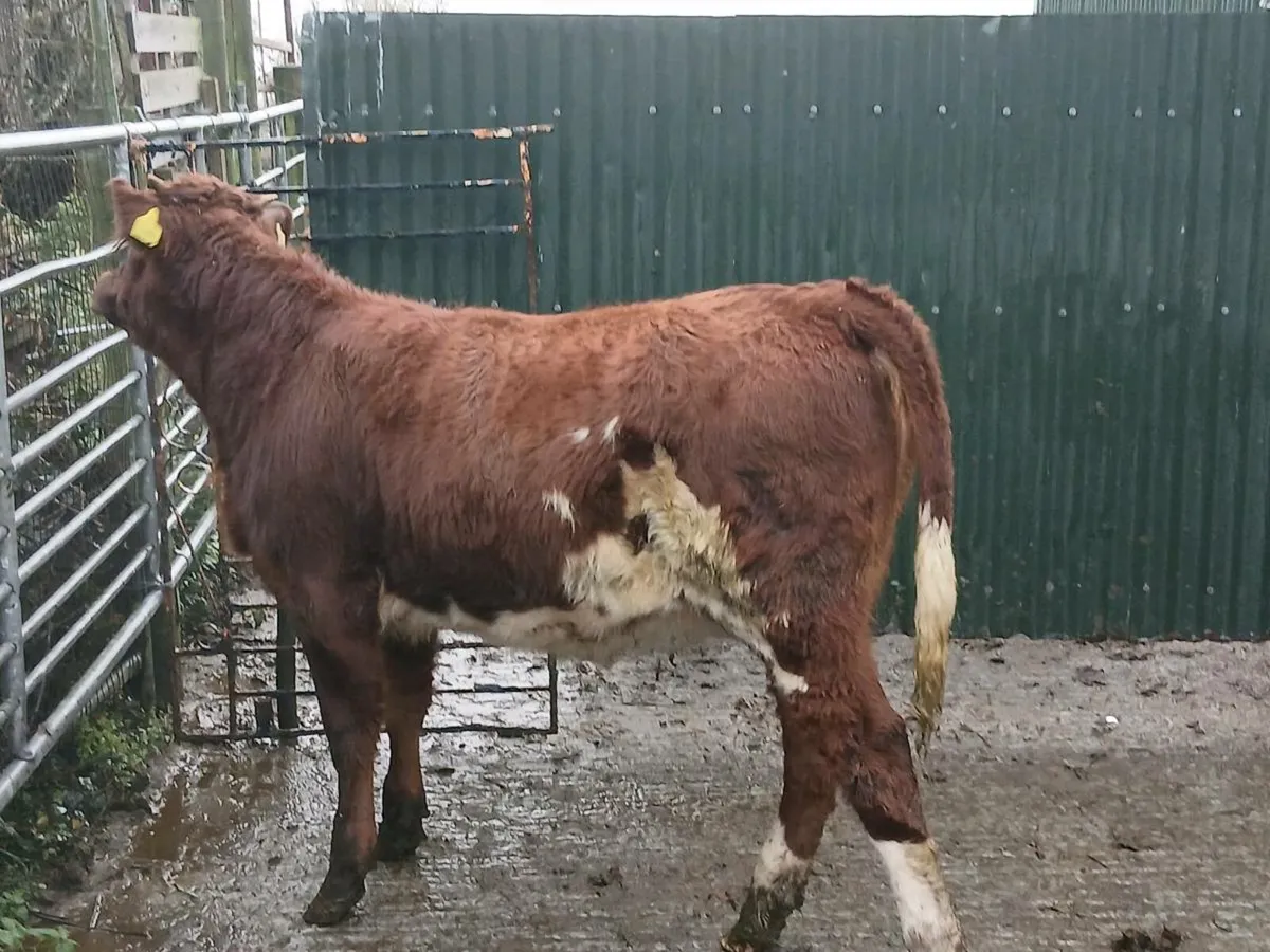 SUPER LIM COW MAKER - Image 1