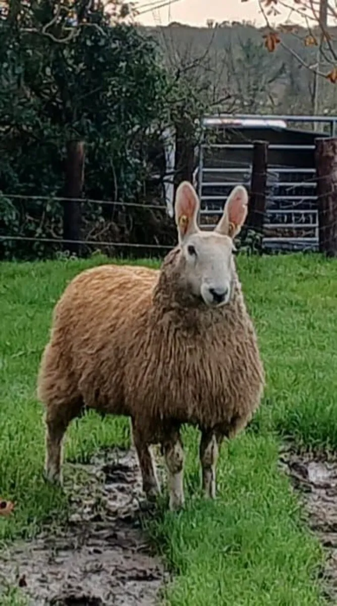 Border Leicester ewe lambs - Image 1