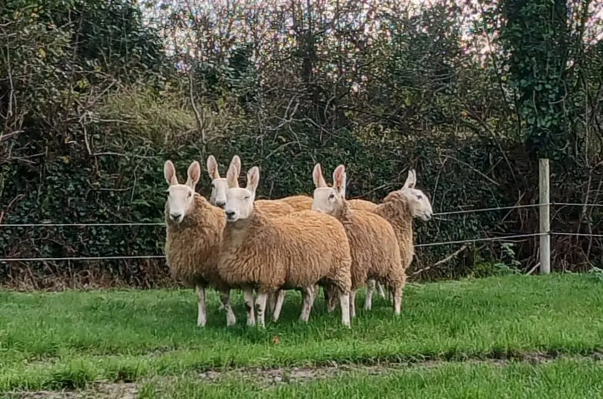 Border Leicester ewe lambs - Image 2