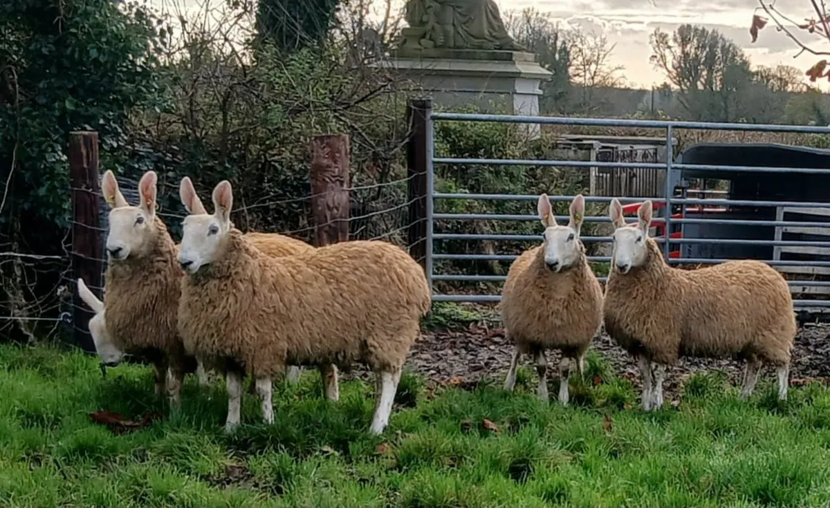Border Leicester ewe lambs - Image 3