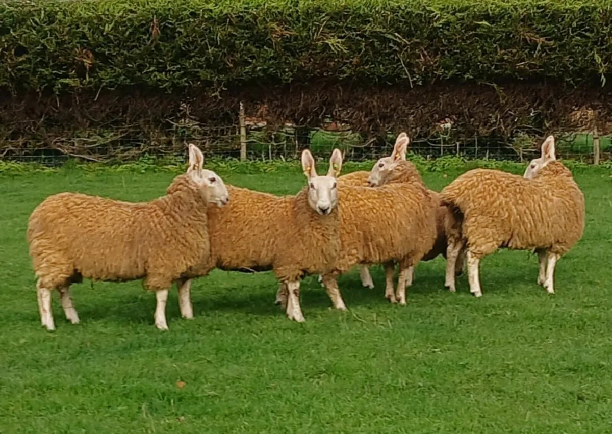 Border Leicester ewe lambs - Image 4