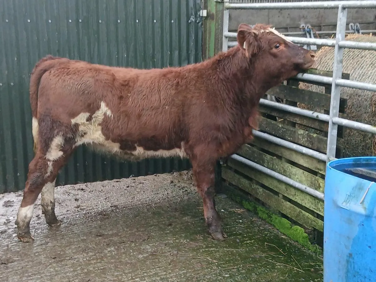 SUPER LIM COW MAKER - Image 2