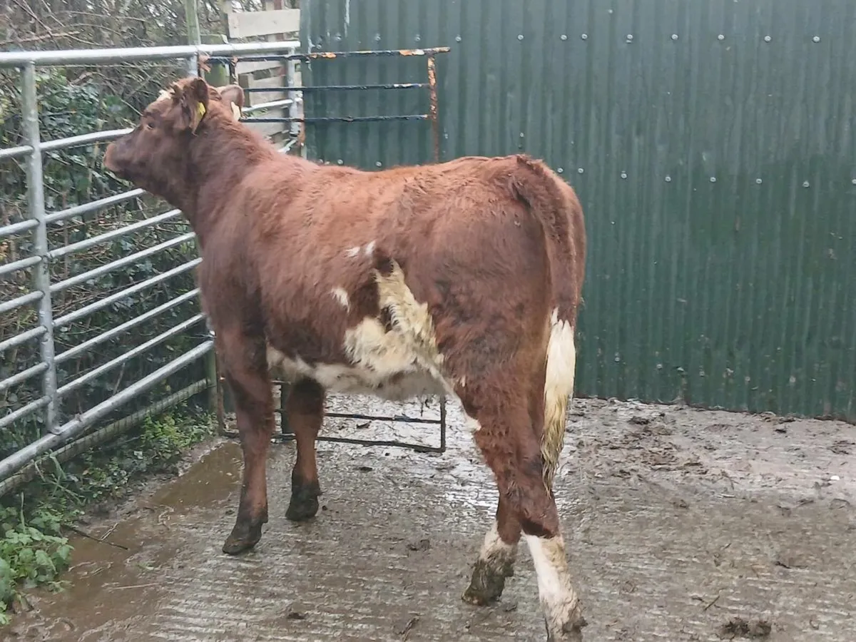 SUPER LIM COW MAKER - Image 3