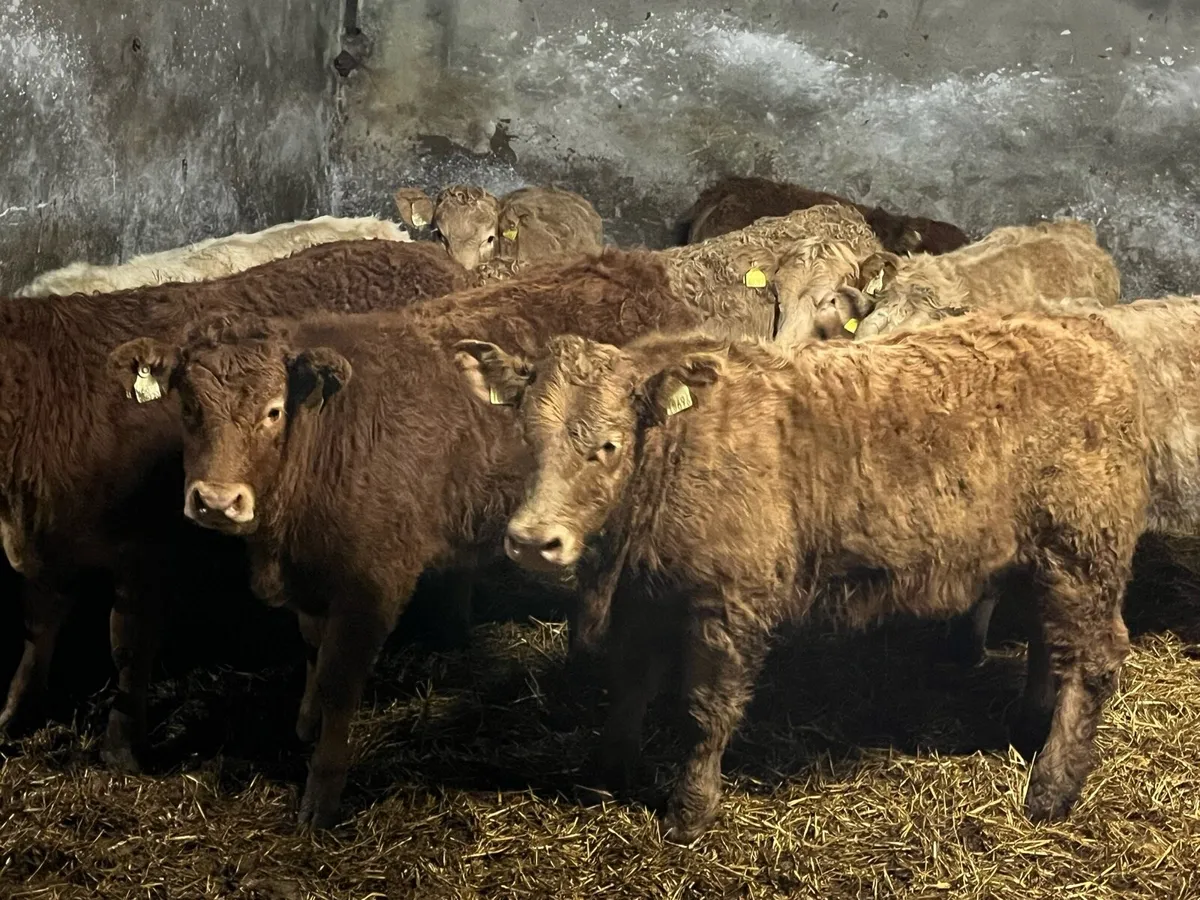 Ten Super Heifers - Image 1