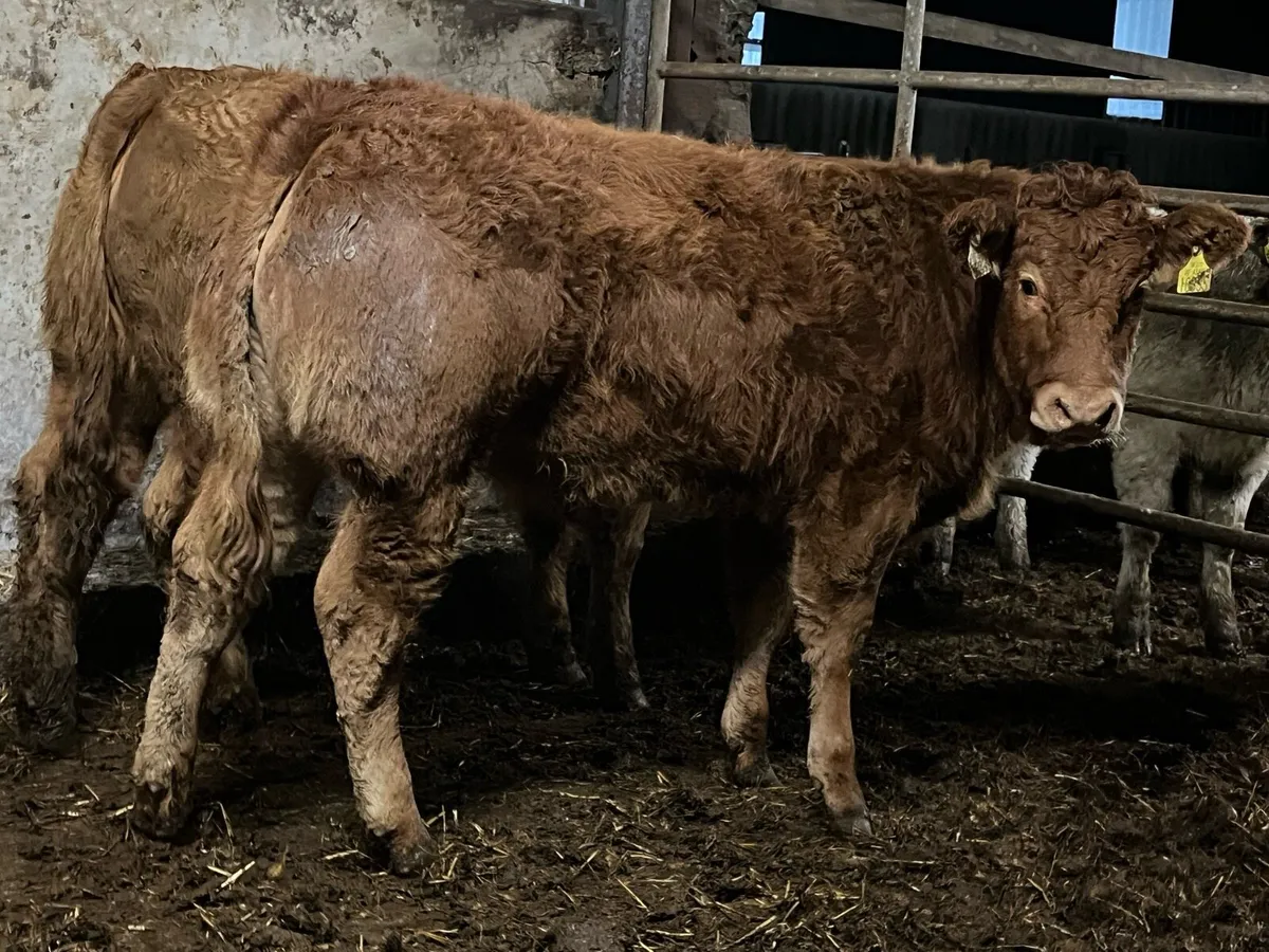 Ten Super Heifers - Image 2