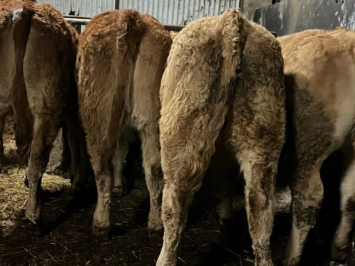 Ten Super Heifers - Image 3