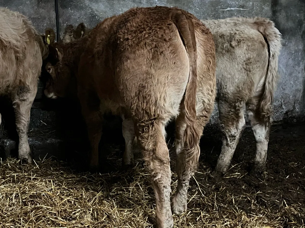 Ten Super Heifers - Image 4