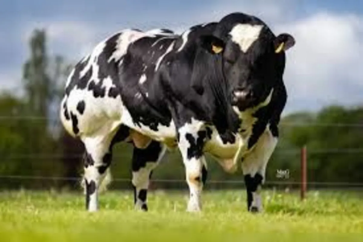 Lot 427 Ck on Shannon Winter fair - Image 3