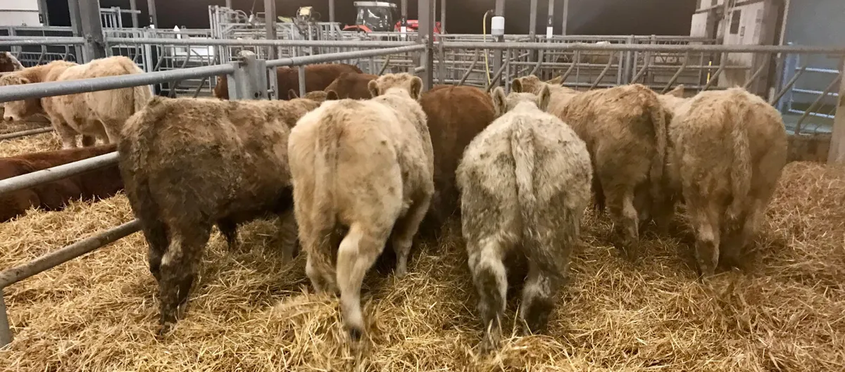 300kg Bullocks @ Leinster Livestock - Image 2