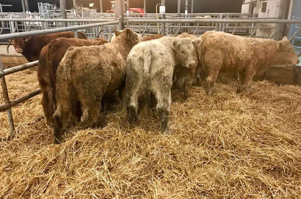 300kg Bullocks @ Leinster Livestock - Image 4